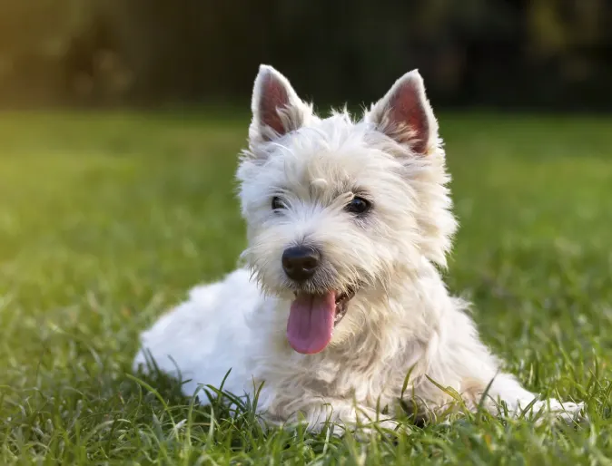 White dog laying in grass